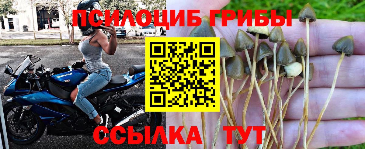 Псилоцибиновые грибы GOLDEN TEACHER Москва
